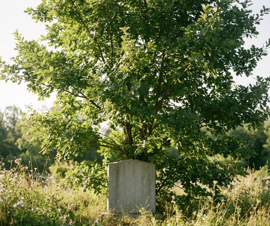 Un albero che nasce da una lapide
